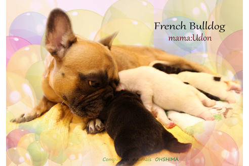 販売中のフレンチブルドッグの親犬